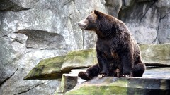 Grčka: Poginuo planinar, medvjed ga gurnuo u klanac thumb1.jpg