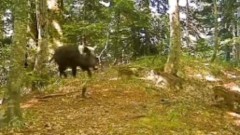 Kad porodica divljih svinja odluči da prošeta i uljepša popodne u NP Biogradska gora  thumb1.jpg