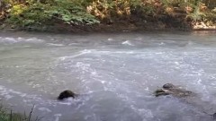 Inspekcija proslijedila dokumentaciju, akcidentom na Ćehotini da se bavi ODT thumb1.jpg