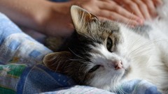 Hoćemo li uz pomoć vještačke inteligencije uskoro razgovarati sa kućnim ljubimcima? thumb1.jpg