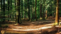 Uprava za šume podnijela prijave za bespravnu sječu i promet u Mojkovcu i Podgorici thumb1.jpg