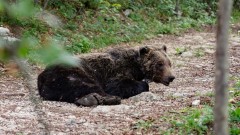 Uhvaćen i telemetrijski obilježen još jedan medvjed u NP Durmitor thumb1.jpg