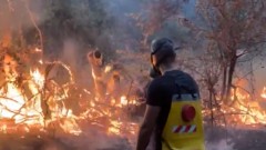 Požari gutaju šume, pošumljavanje ne prati razmjere gubitka thumb1.jpg