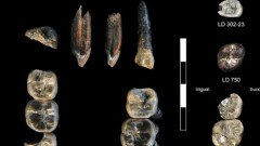 Fosilizovani zubi otkriveni u Etiopiji otkrivaju novu sliku ljudske evolucije thumb1.jpg