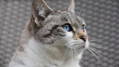 Zanimljive činjenice o mačkama koje je nauka potvrdila thumb1.jpg