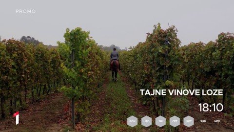 Tajne vinove loze thumb2.jpg