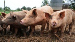 Hrvatska: Zbog širenja afričke kuga eutanazija gotovo 12.000 svinja thumb1.jpg