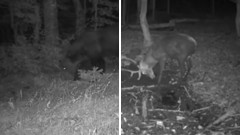 Noćni đir u prašumi Biogradske gore thumb1.jpg