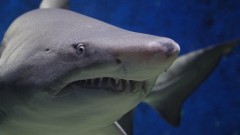 Najpoznatije predatore okeana nešto grize thumb1.jpg