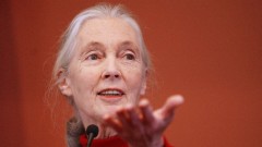 Preminula Džejn Gudal, čuvena primatološkinja i borac za prava životinja thumb1.jpg