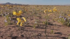 U čileanskoj pustinji Atakama nikao blistavi tepih divljeg cvijeća thumb1.jpg