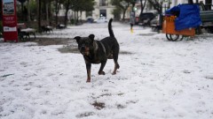 Akcija Sambo: Crnogorci i državljani regiona u lancu brutalnih borbi pasa thumb1.jpg