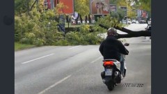 Palo stablo na Bulevaru Svetog Petra Cetinjskog, zatvorene obje trake od grada ka Bloku pet thumb1.jpg