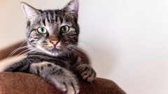 Neustrašivi mačak: Rej Rej prešao 160 kilometara na krovu porodičnog kombija thumb1.jpg