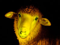 Urugvaj proizveo svjetleću ovcu