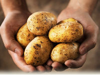 U Srbiju vratili 20 tona krompira