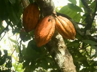 Proizvođači čokolade u borbi za zaštitu šuma