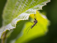Virus Zapadnog Nila registrovan kod komaraca u Srbiji