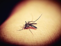 Puštaju 750 miliona genetski modifikovanih komaraca