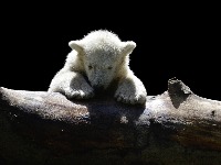 U francuskom zoo vrtu rođen polarni medvjed  polar-bear-12945631920.jpg