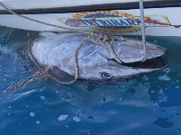 Rafailovići upecali tunu tešku 266 kilograma
