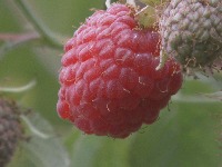 Otkupna cijena daje nadu malinarima milica-maline-dn.transferframe1350.jpeg