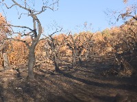 Uništeno 749 stabala, bez uticaja na prinos maslina