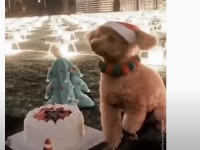 Iznajmila 520 dronova da proslavi rođendan svog psa
