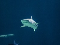 Ajkule mijenjaju rute zbog klimatskih promjena ocean-4169667960720.jpg