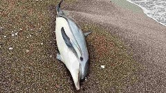 Uginuli delfin pronađen na plaži u Bečićima