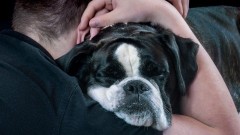 Druženje sa psima ublažava osjećaj bola