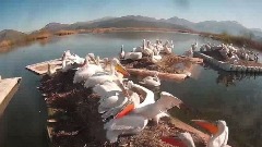 Uginula još dva pelikana, na jezeru alarmantno
