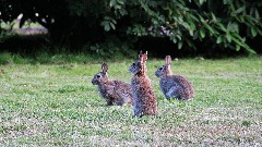 Divlji zečevi nastaviće slobodno da šetaju parkom u Parizu