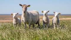 S. Irska gubi milione ovaca i goveda zbog klimatskih ciljeva