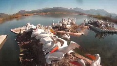 Ptičji grip prijeti da uništi pelikane na Skadarskom jezeru