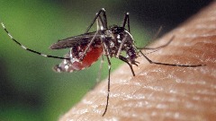 Komarci mogu da budu otporni na sprejeve protiv insekata