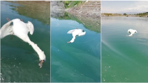 Uginuli labudovi na ušću Cijevne u Morači