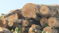 Podgoričani već kupuju drva, strahuju da će cijene rasti