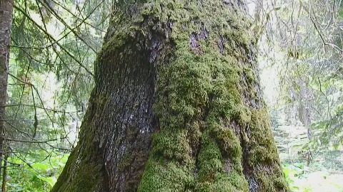 Najviša smrča na svijetu krasi NP Biogradska gora Najviša smrča na svijetu krasi NP Biogradska gora